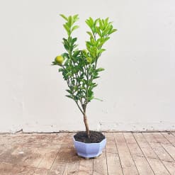 Bonsai Naranjo